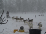 Vakantiehuis HagforsSemester | Hondensledetocht met Mooneye Sleddogs